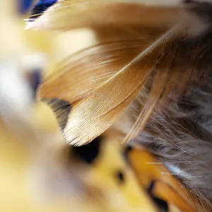 Feather Weight