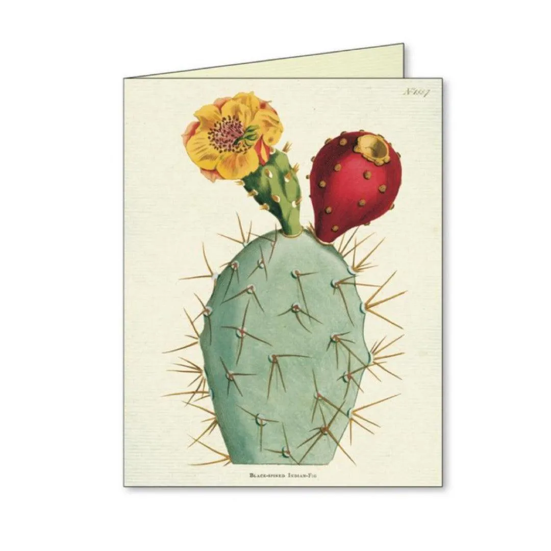 Succulents Assorted Boxed Notecards