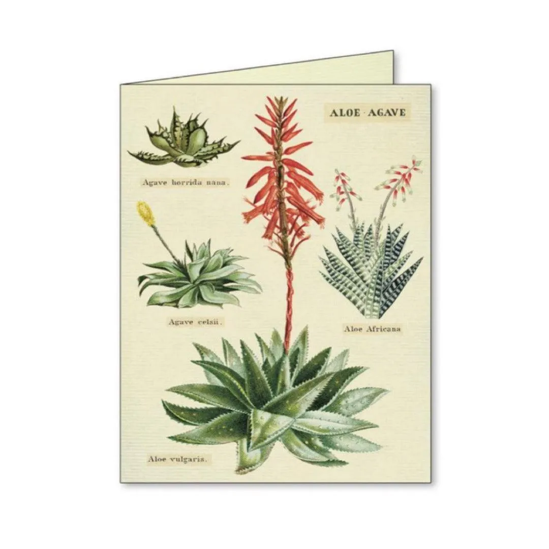 Succulents Assorted Boxed Notecards