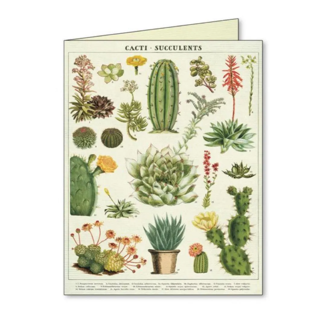 Succulents Assorted Boxed Notecards